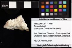 Foto (Objket + Etiketten) von Decapoda indet. 